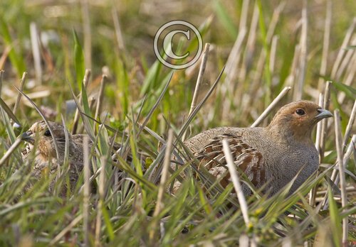 Pair of Grey Partridge DM0492